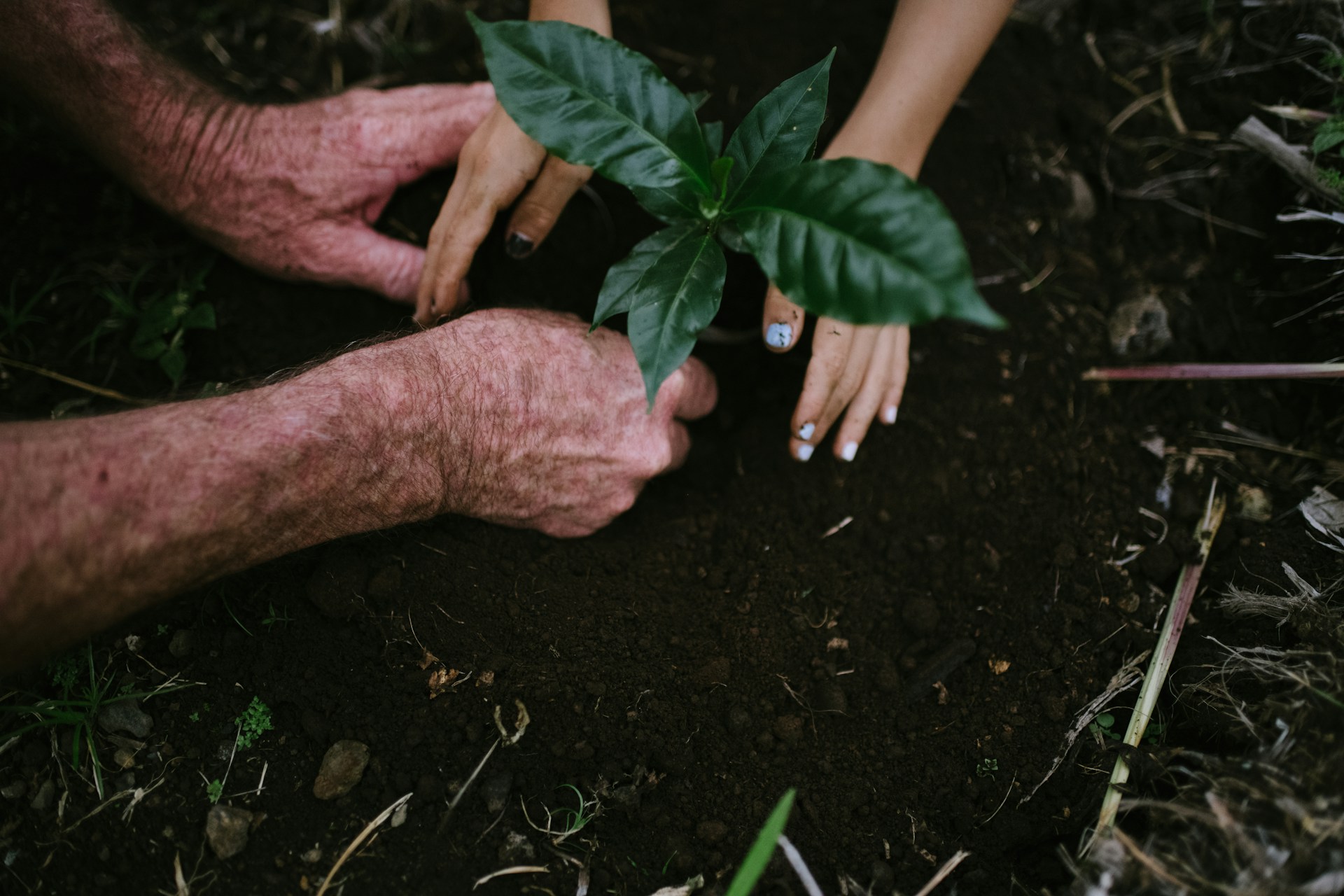 How do I plant blueberries?